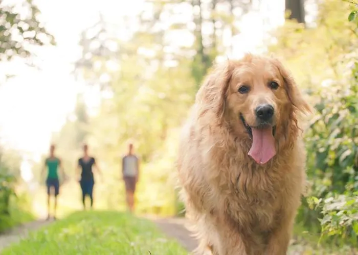 Kujanki - Z Widokiem Na Jezioro Holiday park